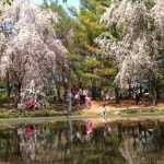 四月花开季节 密西沙加市长邀您网上赏樱花