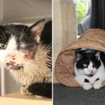 猫猫遇车祸被主人入土为安 5天后竟如“丧尸猫”般爬回家