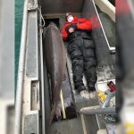 美国底特律河捕获百岁巨鲟 属美史上最大湖鲟之一