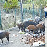 罗马“野猪之乱”或影响市长选情