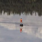 Suncor Energy Inc油田驚現多隻死鳥