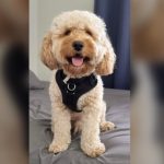 北约克居民爱犬失踪 监控显示被白人男司机抱走!