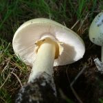 小心!全球最毒菇「死帽菇」 加拿大這個地區常能看到!