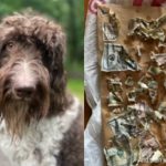 视频:$4000美金被爱狗吞下肚 主人忍臭“洗钱”追现金