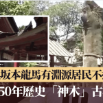 日本京都850年历史“神木”古树倒塌 坂本龙马“爱的标记”消逝