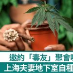 共享毒品︱上海夫妇屋企自种大麻 招呼朋友齐齐“队草”