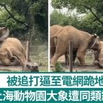 上海动物园大象遭同类集体霸凌2年 被獠牙顶撞逼至电网跪地不起|有片