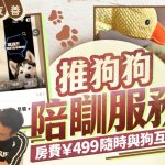 狗狗去打工︱武漢酒店推陪睡服務 房費¥499有狗同眠