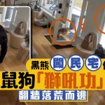 加拿大黑熊闯民宅偷食狗粮 遭松鼠狗“狮吼功”吓破胆翻墙逃|有片
