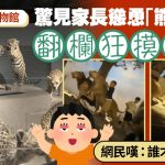 上海自然博物馆︱熊孩集体越栏乱摸猛兽标本 网民:谁才是野生的