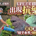 基孔肯雅熱|專家:廣東100%蚊子出現抗藥性 殺蟲劑是否濫用需監查