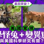 美惊现科学怪兔变异鹿 源自乳突病毒专家吁勿接触