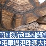 港珠澳大橋︱瀕危巨型陸龜遭五花大綁 中港七人車偷運北上被截︱有片