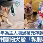 招财狗|广州宠物犬爱“执胶樽” 5年为主人赚万元存款|有片