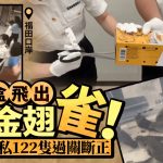 福田口岸|饼干盒飞出欧金翅雀 3旅客走私122只闯关断正