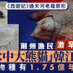 水中大熊猫|广东潮州渔民捕到韩江鼋 体重超5公斤