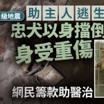 菲律宾6.9级地震|忠犬以身护主受重伤 网民赞“真英雄”筹款助医治