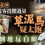 国庆黄金周︱游客投喂过量 羊驼吃撑倒地反白眼