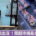 日本熊出没|闯群马县超市伤2翁 岩手县亦有人上山采菇疑遭熊袭亡
