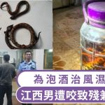 風濕折磨︱江西男捕受保護五步蛇浸酒治病 遭咬致殘兼被拘