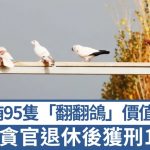 新疆「鴿迷貪官」迷戀翻翻鴿 4年索賄95隻總值逾百萬