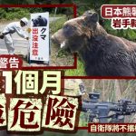 日本熊出没 | 今年熊袭已酿12死 岩手独居男与爱犬双亡 自卫队将不携枪出动