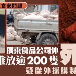 广东公司逾200死猪晒太阳 疑制加工食品警扣查7人