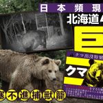 游日注意 | 北海道400公斤巨熊出沒 新潟黑熊突闖公司 5員工倉皇逃命