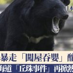 日本熊“闯屋吞婴”酿4死 北海道“丘珠惨剧”再掀热议 专家忧新威胁