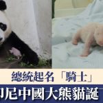 旅居印尼大熊猫诞下幼崽 总统起名“骑士”