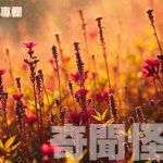 【張無忌專欄】借電話趣聞