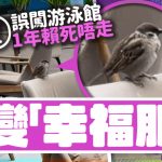 南京麻雀乱入游泳馆 受困1年变“幸福肥”