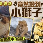 獅子王現實版|山西高速路上驚現非洲獅幼崽 動物園運輸途中「越獄」