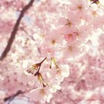 【阿浓专栏】春归何处