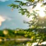 【阿濃專欄】過客
