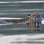 【有片】凶悍的美洲狮现身吐芬奴海域 水中是另一种风情