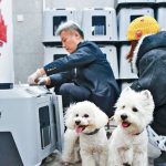 高铁宠物托运升级 上线“爱宠行”