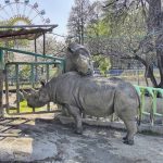 日熊本動植物園黑犀牛突施襲 飼育員頭頸椎骨折重創