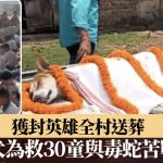 忠犬舍身战毒蛇救30童 村民泪别巡游礼葬