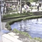 日本著名景点忍野八海变“许愿池” 硬币生金锈令水藻激增 店员:已看不到池底