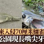 广州公园惊现70cm长嘴尖牙怪鱼 揭真身为凶猛剧毒鳄雀鳝