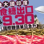 凍檸茶要加價?︱產糖大國印度禁出口4.5個月 國際糖價單日急升2%