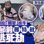 孟加拉水牛與特朗普撞樣成網紅 開齋節前獲特赦逃死劫