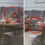 外賣「送」活肥鼠︱河南女帶孩子洗手 CCTV實拍不速客爬出膠袋急逃︱有片