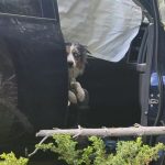 與主人在車禍現場走失狗狗 3天後靜坐車內等主人回