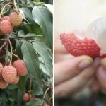 “怀石”新品种︱跨属杂交成功 全球首诞龙眼味荔枝
