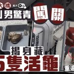 港珠澳大桥︱入境男神色惊青裤袋“胀卜卜” 搜出15只重逾4公斤活龟︱有片