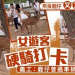 无品游客|短裙女硬骑奈良鹿打卡 义工揭该鹿曾遇车祸骨折轰“虐待”