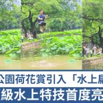 深圳洪湖公园|“六师兄”荷塘示范“轻功水上飘” 扁带表演技惊四座|有片
