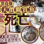 天价鱼宴︱江苏巨缸自爆近¥30万观赏鱼死亡 主人煲汤红烧话难食︱有片